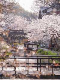 Serenity on Hachiman-bori Canal — A Timeless Cherry Blossom Cruise 💗
