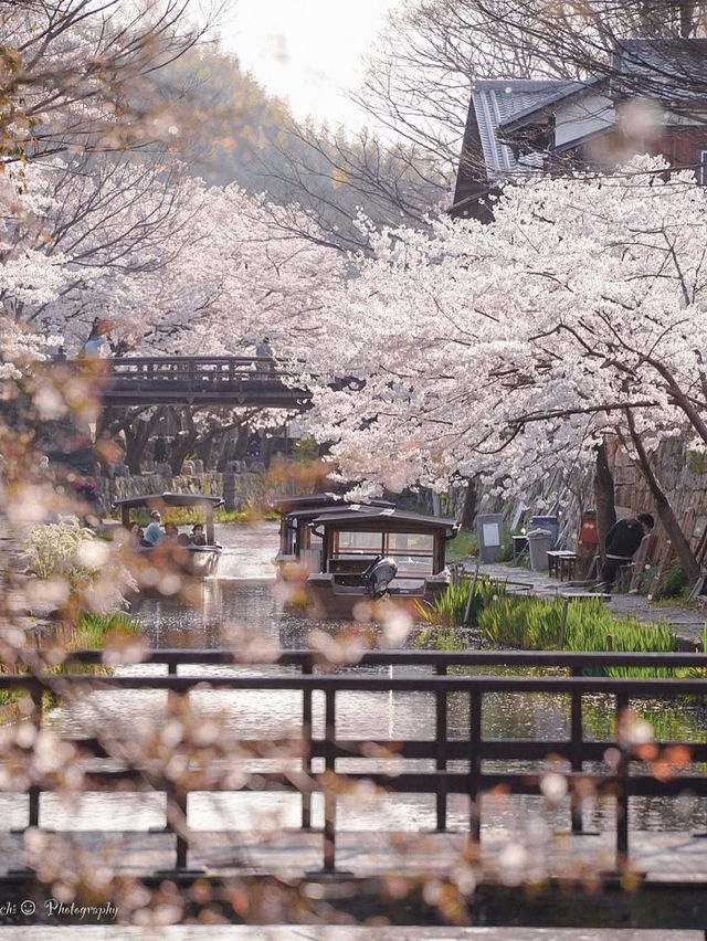 Serenity on Hachiman-bori Canal — A Timeless Cherry Blossom Cruise 💗