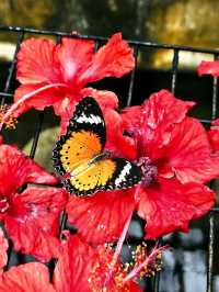 🐛🌺🦋🌿 A Magical World of Butterflies at Entopia Penang.