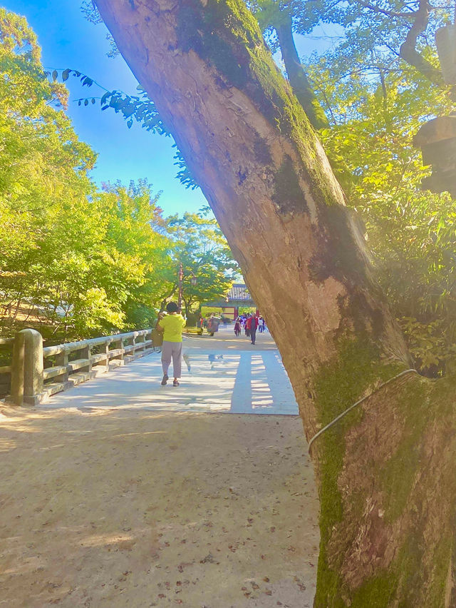 🏯 경주의 상징, 불국사와 첨성대 하루 여행 🌸