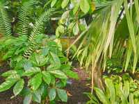 영국 왕립식물원 큐 가든의 대형 온실, 팜 하우스