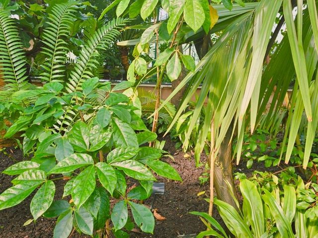 영국 왕립식물원 큐 가든의 대형 온실, 팜 하우스 영국 왕립식물원 큐 가든의 대형 온실, 팜 하우스