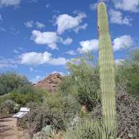 Desert Botanical Garden
