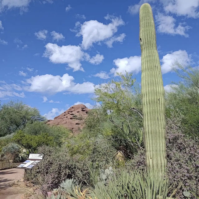 Desert Botanical Garden