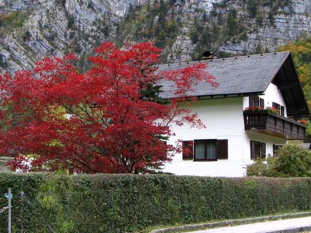 A Dreamy Autumn UNESCO Escape in Hallstatt 🍁🏞️  
