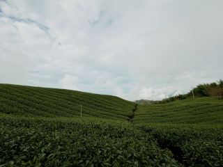 A hidden gem in the misty Yunlin Mountains - Yunling Hill/Five Yuan and Twenty Jiao/Muma Ancient Trail