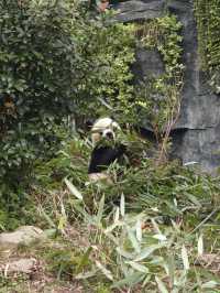 Panda Valley (Good Alternative to Chengdu Research Base of Giant Panda Breeding)