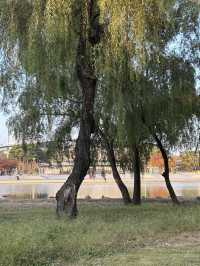 가을 단풍으로 물든 상암동 평화의공원 반려견 산책하기 좋은 곳🍁