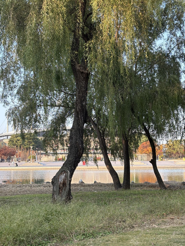 가을 단풍으로 물든 상암동 평화의공원 반려견 산책하기 좋은 곳🍁