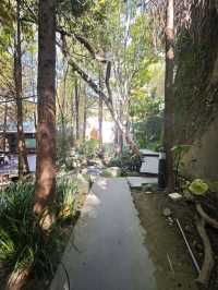 🌲落羽松秘境中的蔬食饗宴#🌿 澄石享自在-臺中市北屯區