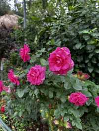 週末療癒提案！桃園雅聞魅力博覽館：迷迭香花園步道與玻璃屋植物探險 🌱