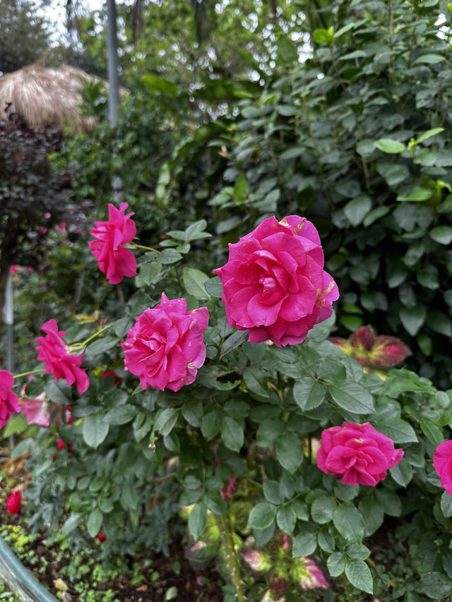 週末療癒提案！桃園雅聞魅力博覽館：迷迭香花園步道與玻璃屋植物探險 🌱