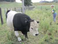 地下星河/懷託摩螢火蟲洞