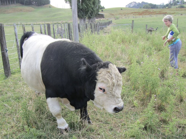 地下星河/懷託摩螢火蟲洞