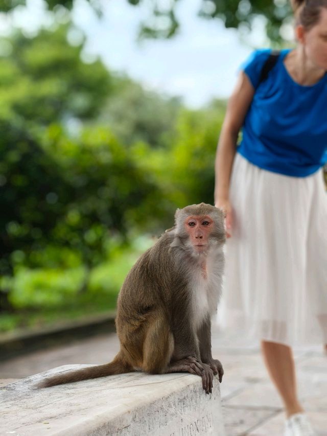 Temple Views Only🏯 Linh Ung Pagoda Temple Views Only🏯 Linh Ung Pagoda