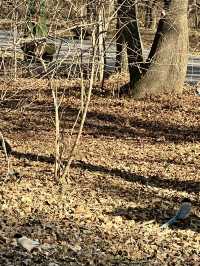 🇨🇳 선양 시민들의 휴식처 북릉공원