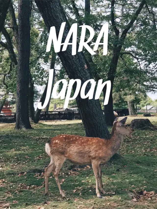 Timeless of NARA 🦌