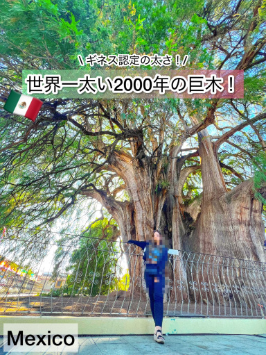 メキシコ】ギネス認定！世界一太い樹齢2000年の巨木？！ | Trip.com