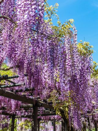 [Hyogo] Byakugou-ji Temple & Shirai Ohmachi Fuji Park: Spectacular Wisteria Views.