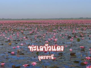 ทะเลบัวแดง