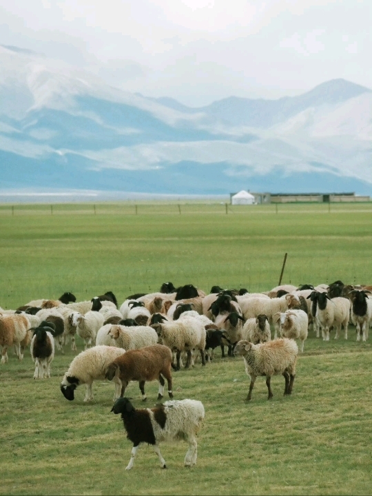 🐑 A Heartwarming Stop Beyond Bayinbuluke