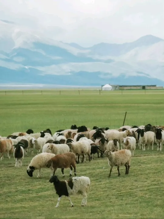 🐑 A Heartwarming Stop Beyond Bayinbuluke