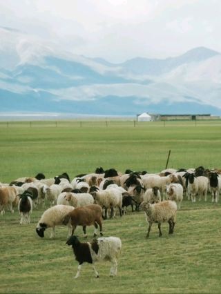 🐑 A Heartwarming Stop Beyond Bayinbuluke