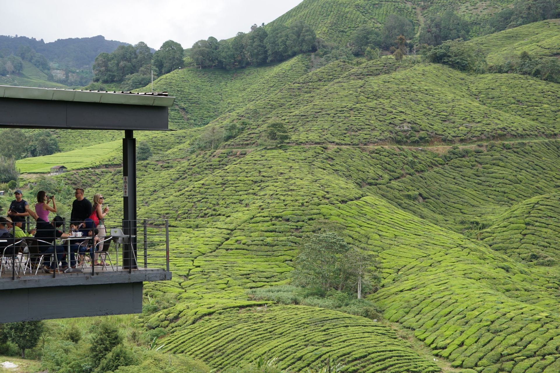 [Malaysia · Cameron Highlands] A Refreshing Escape to a Lush Green Sanctuary! A Healing Journey to Sungai Palas BOH Tea Garden.