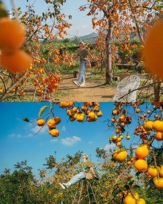 เที่ยว Mộc Châu คนเดียว ที่ที่ขุนเขาจะเป็นฝ่ายบอกเล่าเรื่องราวให้คุณฟัง