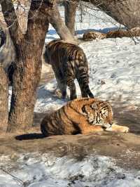Siberia Tiger Safari