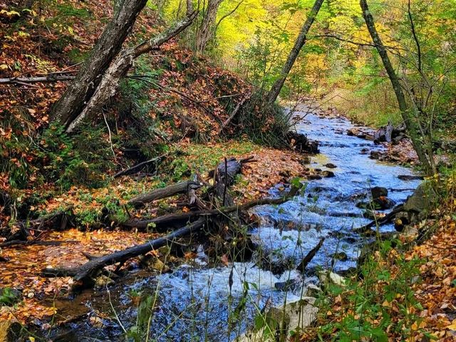 So much beauty to see at Cut River Bridge
