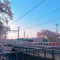 奈良賞櫻秘景——佐保川