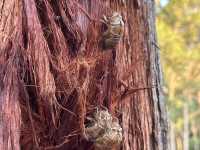 獵人谷假日公園 Hunter Valley Retreat