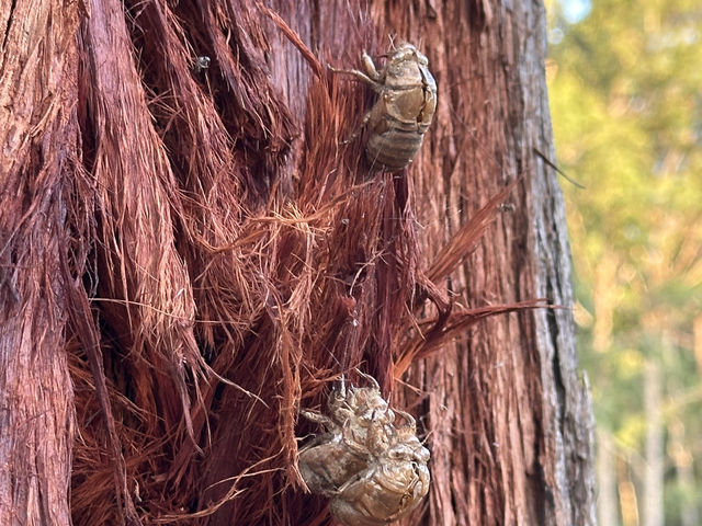 獵人谷假日公園 Hunter Valley Retreat