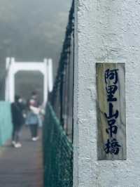 在神木與小火車之間，聽見時光的回聲