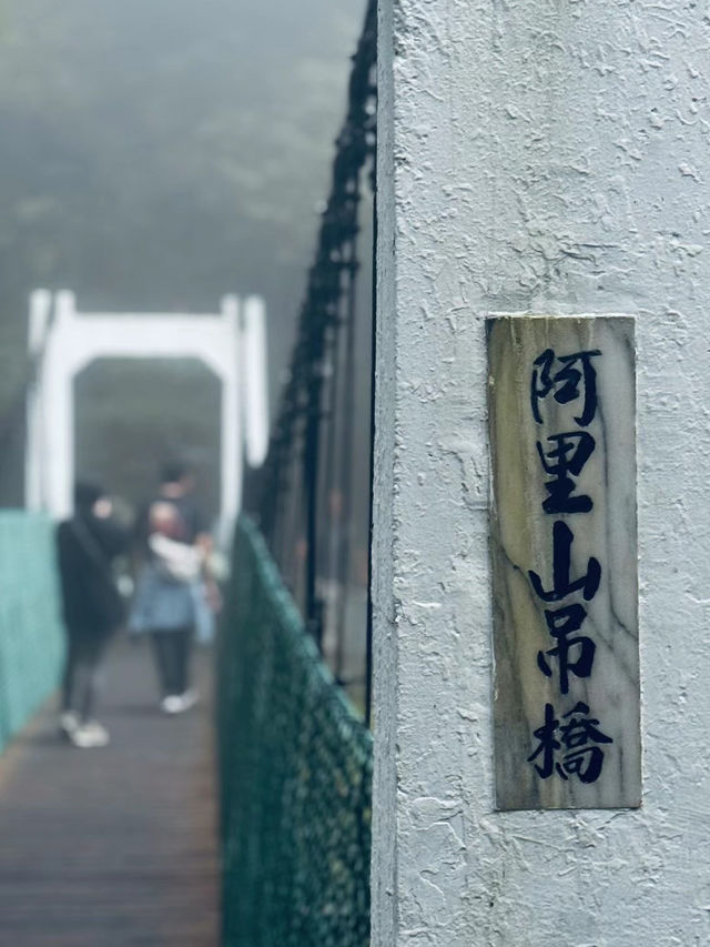 在神木與小火車之間，聽見時光的回聲