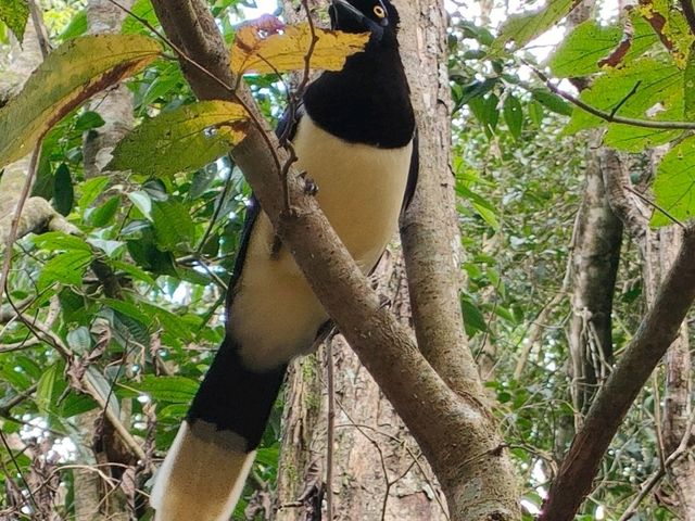 日帰りでブラジル🇧🇷Foz do Iguaçuからアルゼンチンのイグアスの滝を訪れる方法！