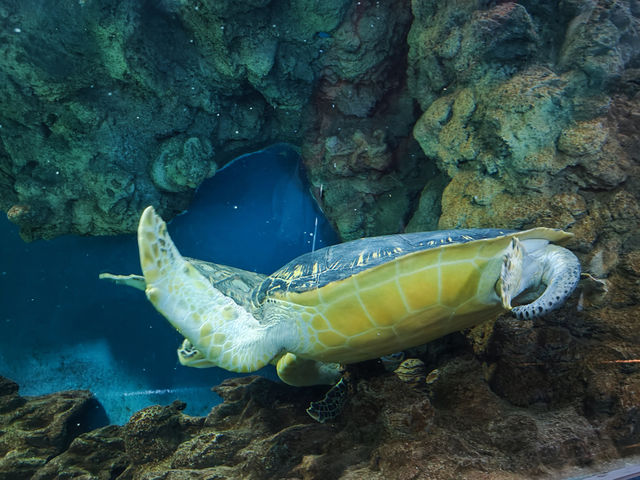 Shanghai Ocean Aquarium