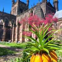 🌺春天的櫻花聖堂🌸Chester Cathedral
