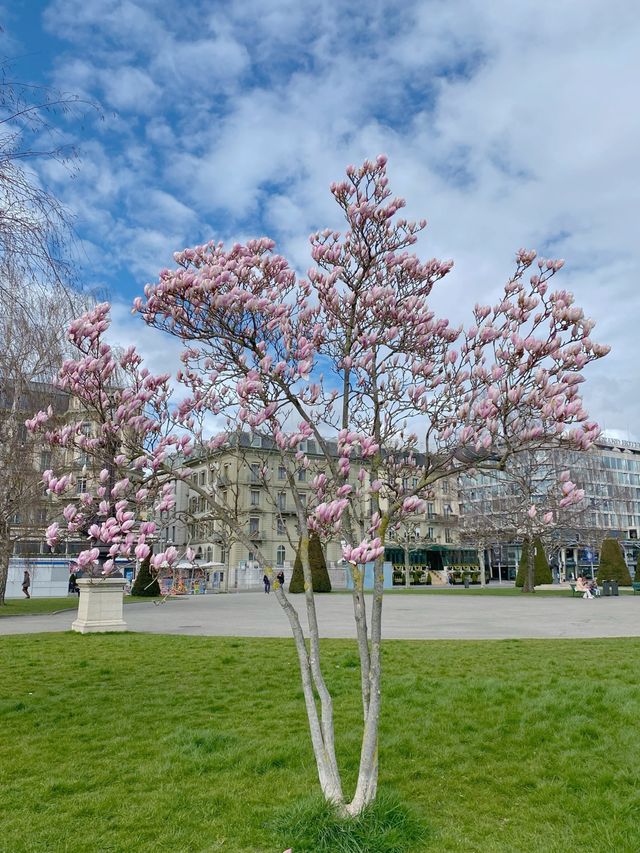 🇨🇭스위스 제네바 : 제네바의 봄꽃들 🌸💖