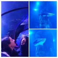 🌊🐠 Dive into the Magic of SeaLife Aquarium! 🐚🐬