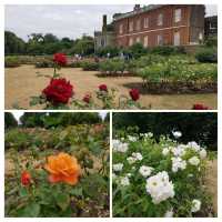 🌹🌳🌼🏴󠁧󠁢󠁥󠁮󠁧󠁿 Greenwich Park Rose Garden 