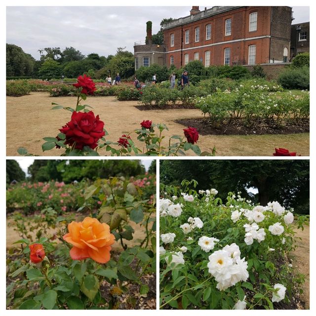 🌹🌳🌼🏴󠁧󠁢󠁥󠁮󠁧󠁿 Greenwich Park Rose Garden 