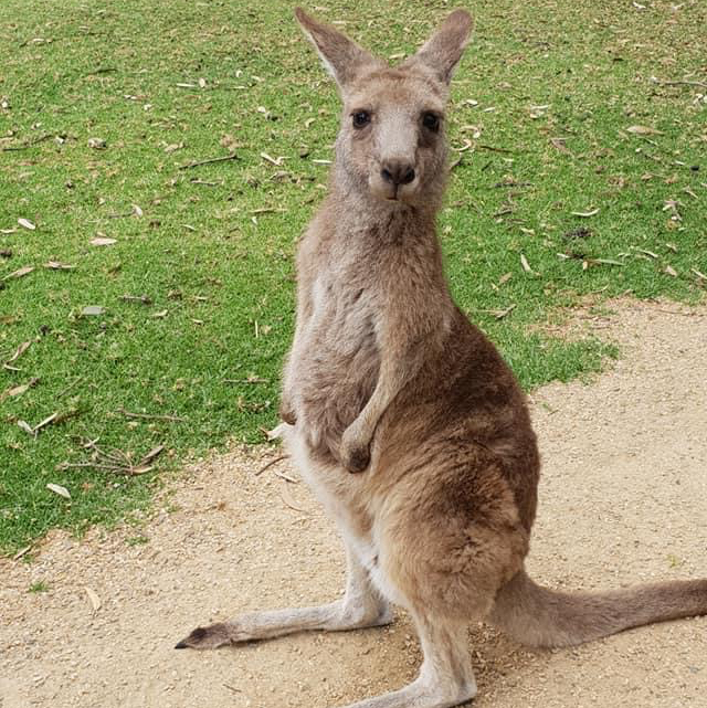 อุทยานแห่งชาติที่เหมาะสม: Urimbirra Wildlife Park 🇦🇺