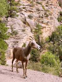 said: 🏜️ Zion National Park – Nature’s Ultimate Adventure Park!