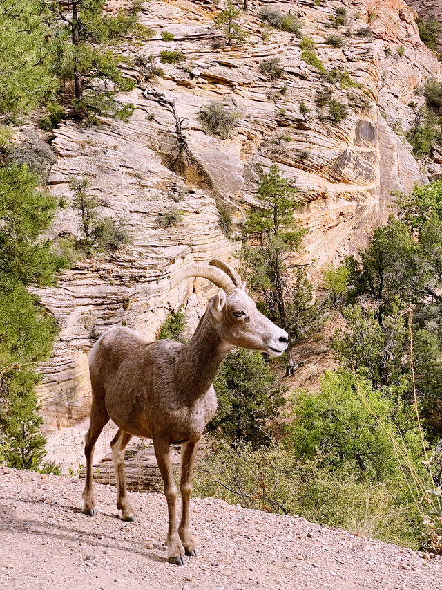 said: 🏜️ Zion National Park – Nature’s Ultimate Adventure Park!