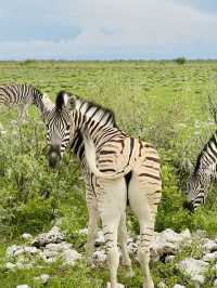 Salt Pan and Safari at Etosha National Park 🦓