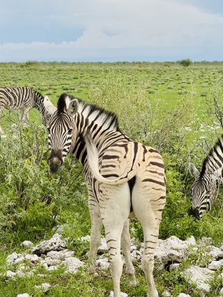 Salt Pan and Safari at Etosha National Park 🦓