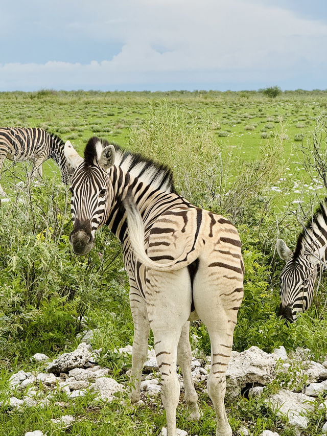 Salt Pan and Safari at Etosha National Park 🦓