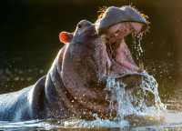 Malilangwe Wildlife Reserve Safari Special –  US$2,184pp 